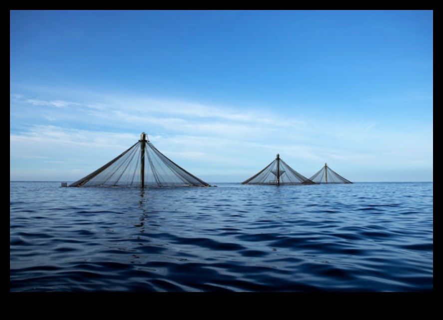 Fish Farming Chronicles: Responsing the Seafood Industry