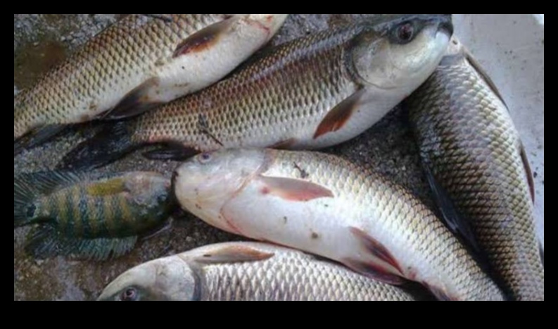Fish Farming Chronicles: Responsing the Seafood Industry