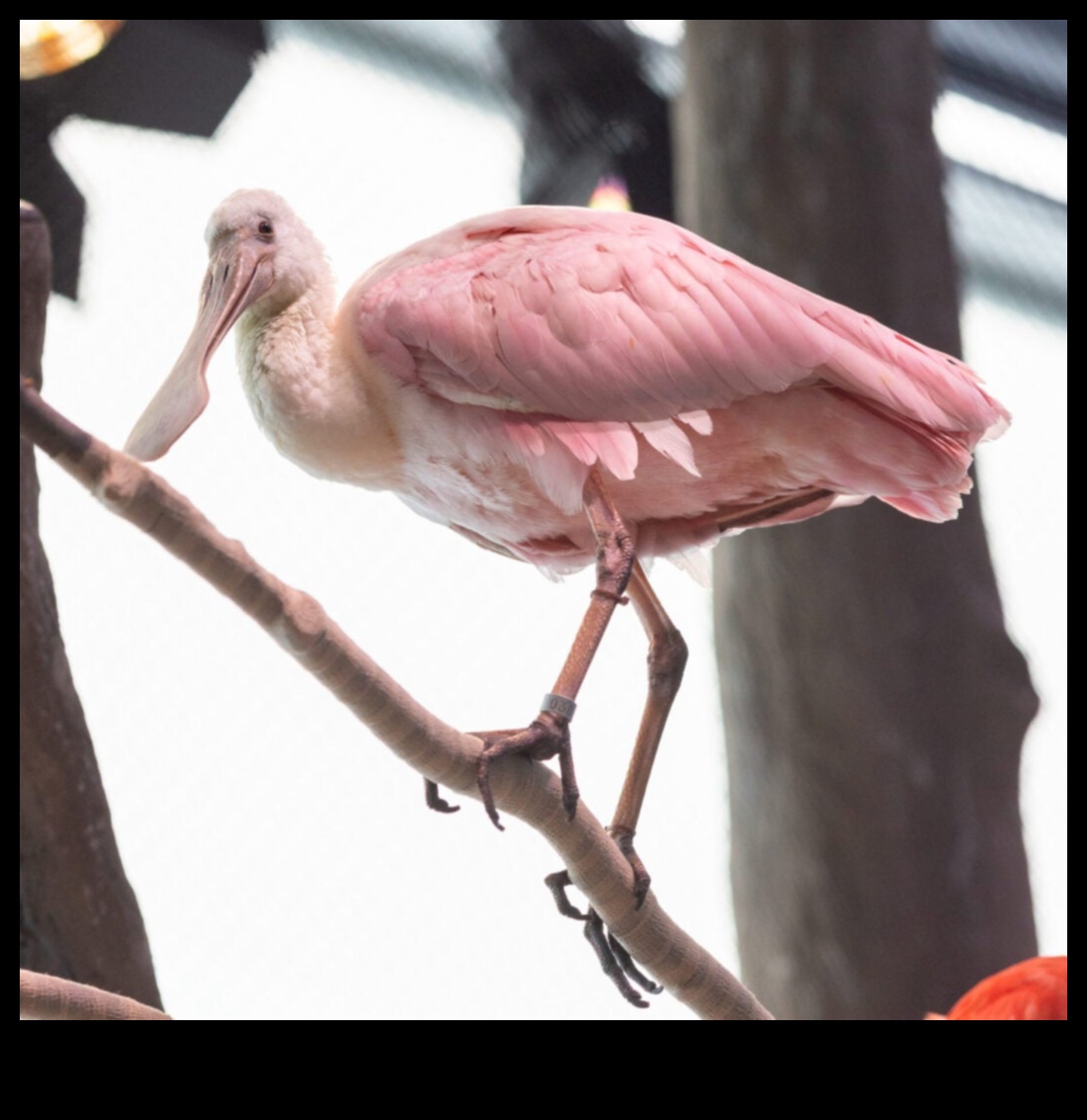 Feathered Friends Continue: Birds with Extraordinary Displays Plumage