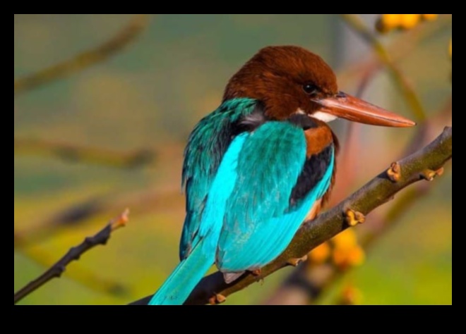 Φτερωτοί φίλοι Συνέχεια: Πουλιά με αξιοσημείωτες δεξιότητες πλοήγησης