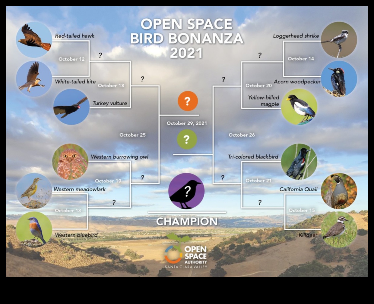 Birdwatching Bonanza: Παροχή ψυχαγωγίας για Pet Birds