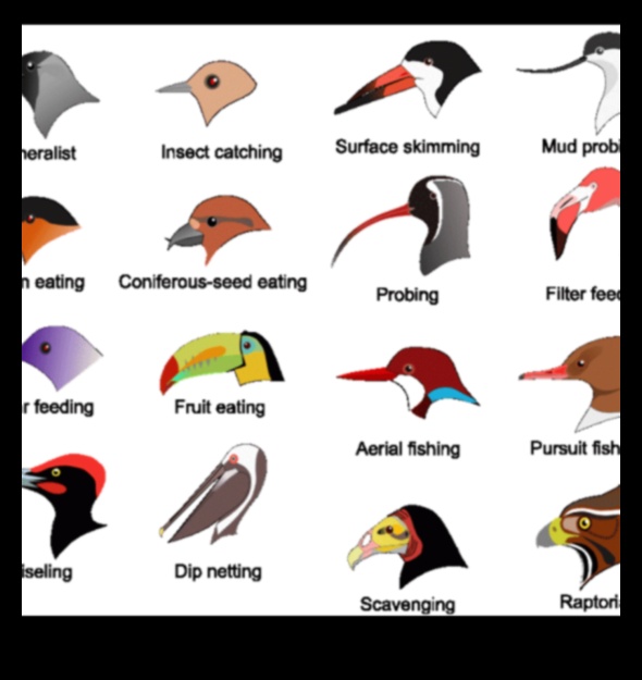 Beakonomics: Κατανόηση του τρόπου με τον οποίο τα πουλιά χρησιμοποιούν το ράμφος τους για επιβίωση