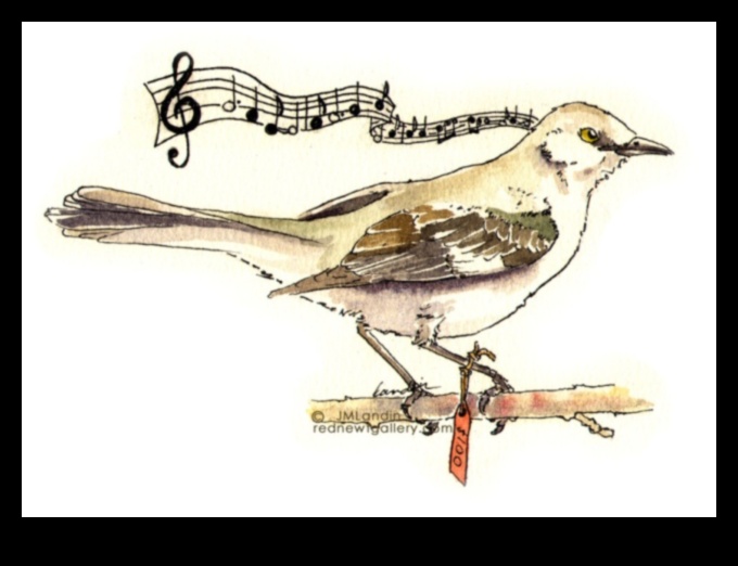 Το Avian Artistry Continued: Birds in Contemporary Music and Lyrics