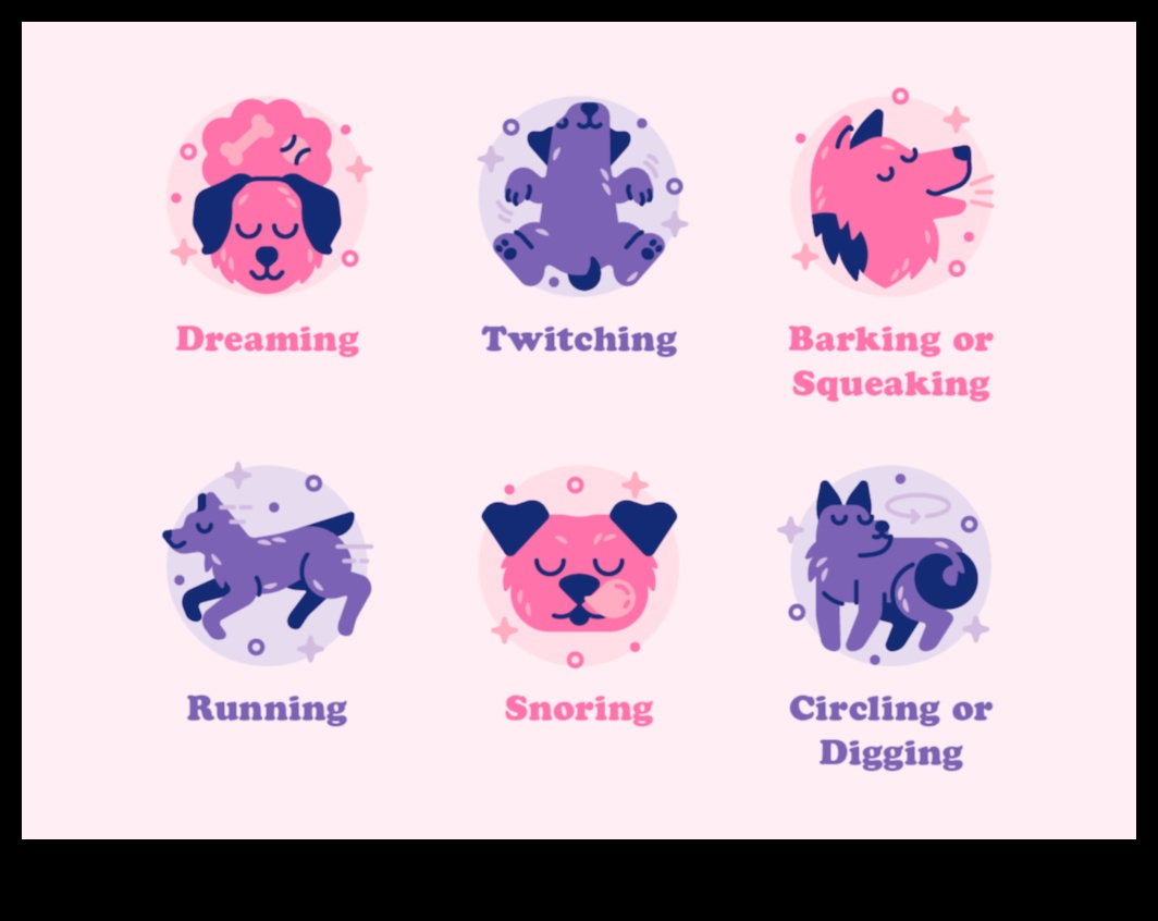 Doggy Dreams Κατανοώντας τα μοτίβα ύπνου του σκύλου 3 Doggy Dreams: Understanding Canine Sleep Patterns