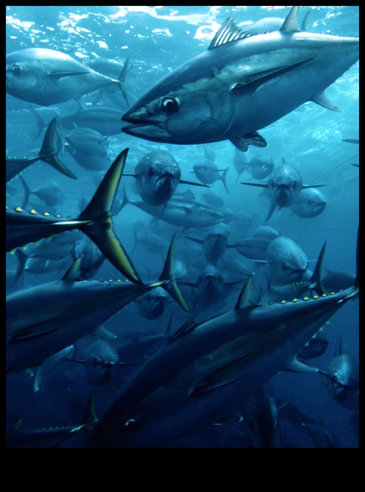 Συνεχίζεται το Fishy Film Fest: Documentaries Spotlighting Marine Life