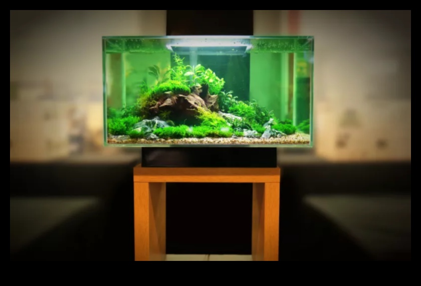 Fish Tank Zen Συνέχεια: Ενσωμάτωση Φυσικών Στοιχείων για Ηρεμία