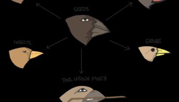 Beakonomics: Κατανόηση του τρόπου με τον οποίο τα πουλιά χρησιμοποιούν το ράμφος τους για επιβίωση
