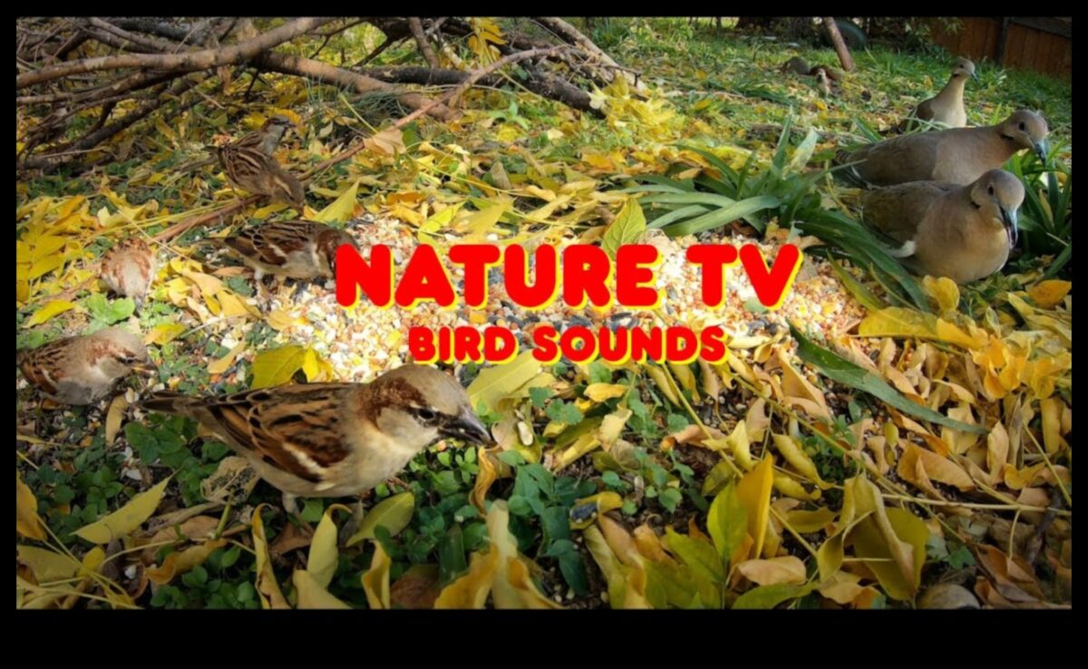 Birdwatching Bonanza: Παροχή ψυχαγωγίας για Pet Birds