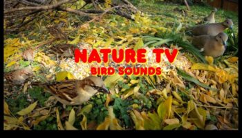 Birdwatching Bonanza: Παροχή ψυχαγωγίας για Pet Birds