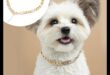 Canine Charm: Γοητευτικά αξεσουάρ για το κολάρο του σκύλου σας