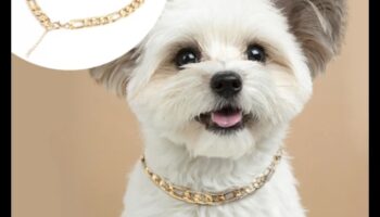 Canine Charm: Γοητευτικά αξεσουάρ για το κολάρο του σκύλου σας