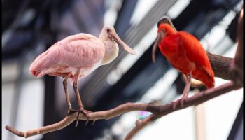 Feathered Friends Continue: Birds with Extraordinary Displays Plumage