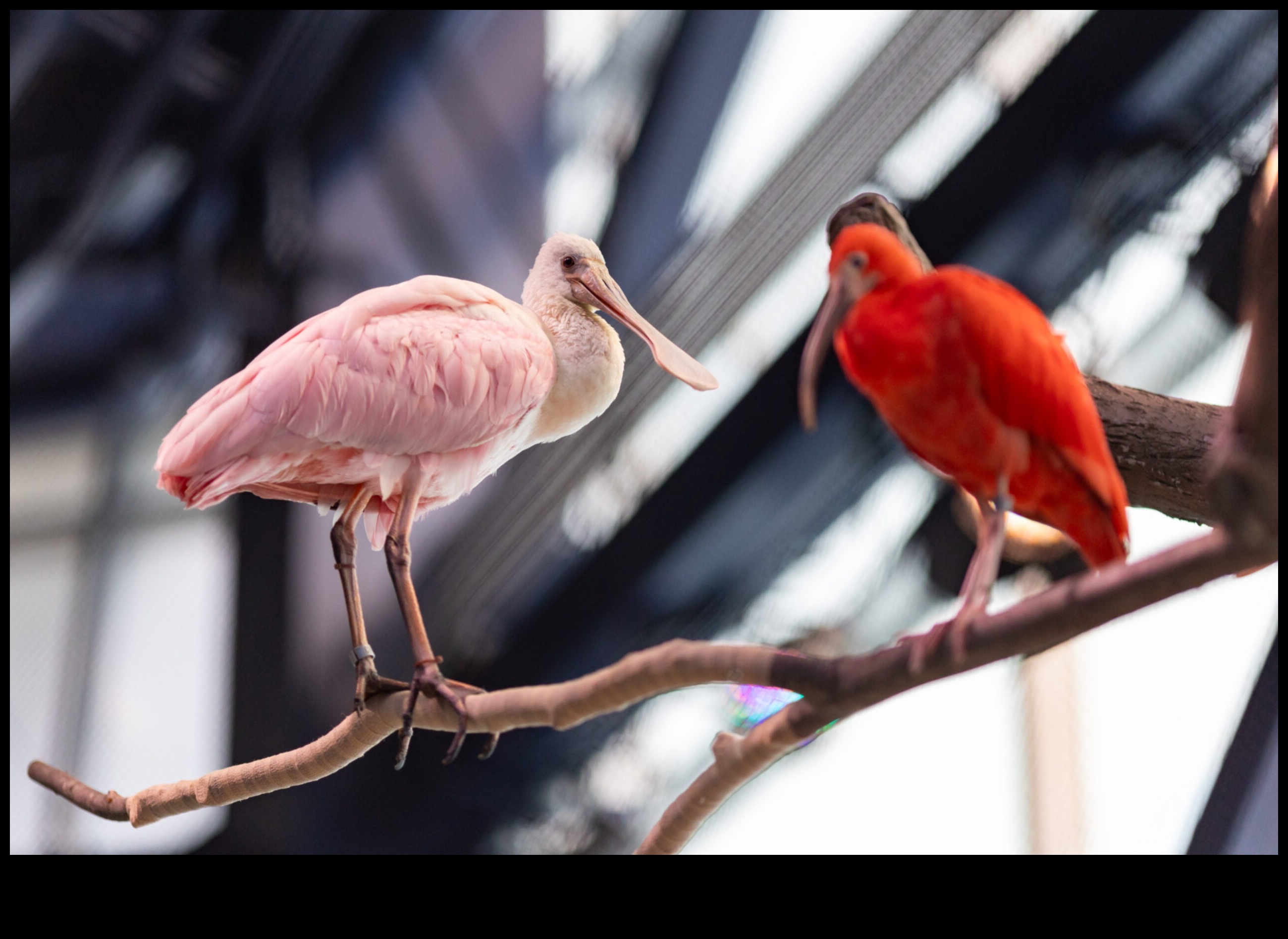 Feathered Friends Continue: Birds with Extraordinary Displays Plumage