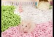 Hamster DIY Accessories Continue: Fashioning Comfortable Bedding