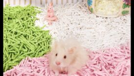 Hamster DIY Accessories Continue: Fashioning Comfortable Bedding