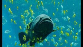 Fiest Facts Fiesta: Αποκαλύπτοντας ενδιαφέρουσες πληροφορίες για τα ψάρια