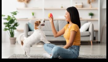 Κατακτήστε τα βασικά: Βασικές συμβουλές για τη φροντίδα των κατοικίδιων για αρχάριους