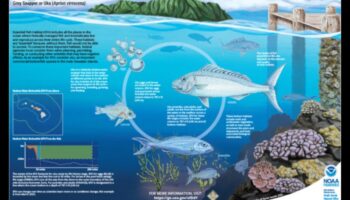 Διατήρηση ενδιαιτημάτων ψαριών: Προσπάθειες για την προστασία του φυσικού περιβάλλοντος