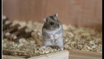 Συμβουλές κοινωνικοποίησης χάμστερ: Ενθάρρυνση θετικών αλληλεπιδράσεων