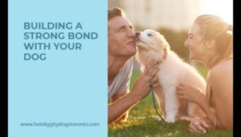 Κυνική συντροφικότητα: Χτίζοντας έναν ισχυρό δεσμό με τον σκύλο σας