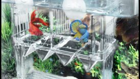 Fish Tank Fortunes Continued: Fortune-Telling Enrichment