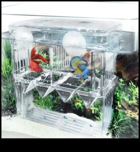 Fish Tank Fortunes Continued: Fortune-Telling Enrichment