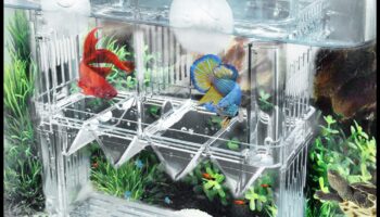 Fish Tank Fortunes Continued: Fortune-Telling Enrichment