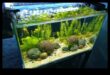 Fish Tank Zen Συνέχεια: Ενσωμάτωση Φυσικών Στοιχείων για Ηρεμία