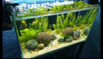 Fish Tank Zen Συνέχεια: Ενσωμάτωση Φυσικών Στοιχείων για Ηρεμία