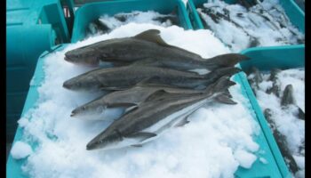 Fish Farming Chronicles: Responsing the Seafood Industry